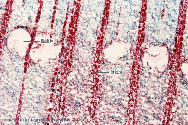 大黄网纹导管显微图图片
