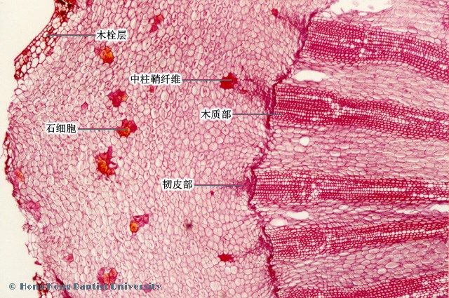 中柱鞘纤维简图图片