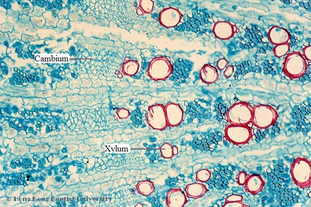 黄芪木栓细胞显微图图片